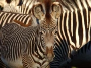 0039-0320x0240zebra