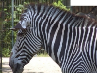 22zebra.jpgneu